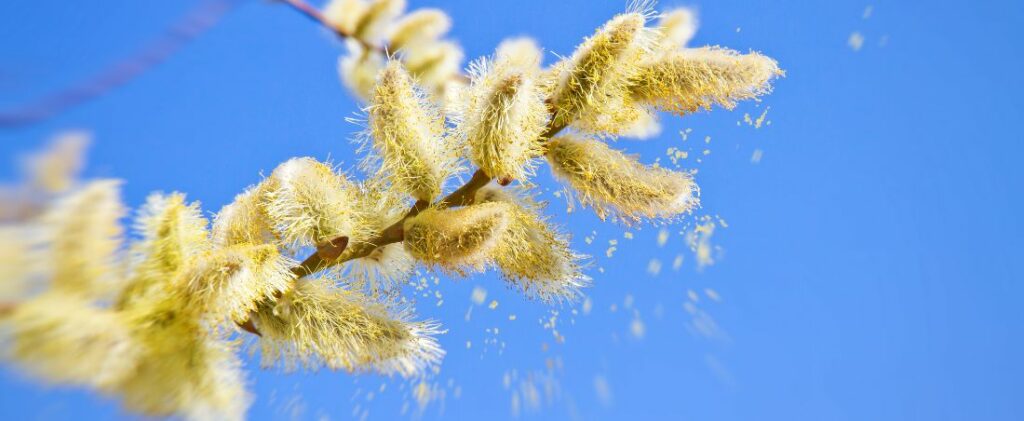 La beauté et la complexité du pollen : un élément crucial pour la reproduction végétale.
