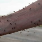 Protégez-vous contre les nuisances du printemps​ - Une photo montrant un moustique se nourrissant sur le bras d'un humain. Cette image illustre l'interaction entre les moustiques et les humains, mettant en évidence le besoin de prévention contre les piqûres de moustiques et les maladies qu'ils peuvent transmettre.